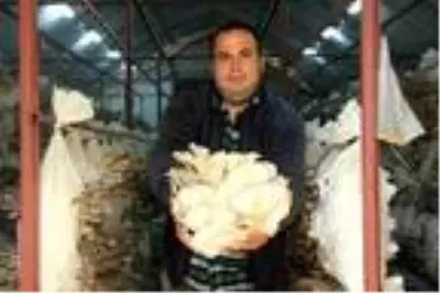 Tadını beğendiği istiridye mantarını üretmeye başladı, şimdi siparişlere yetişemiyor Tadını beğendiği istiridye mantarını üretmeye başladı, şimdi siparişlere yetişemiyor