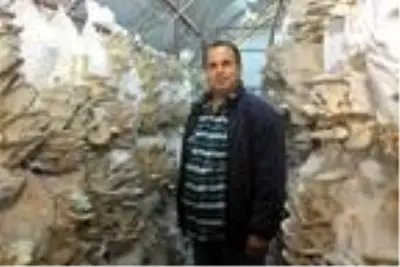 Tadını beğendiği istiridye mantarını üretmeye başladı, şimdi siparişlere yetişemiyor Tadını beğendiği istiridye mantarını üretmeye başladı, şimdi siparişlere yetişemiyor