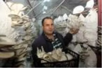 Tadını beğendiği istiridye mantarını üretmeye başladı, şimdi siparişlere yetişemiyor Tadını beğendiği istiridye mantarını üretmeye başladı, şimdi siparişlere yetişemiyor