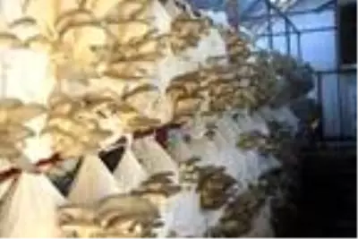 Tadını beğendiği istiridye mantarını üretmeye başladı, şimdi siparişlere yetişemiyor Tadını beğendiği istiridye mantarını üretmeye başladı, şimdi siparişlere yetişemiyor