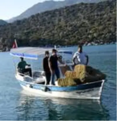 Aç ve susuz kalan dağ keçilerine ikinci yiyecek seferi Aç ve susuz kalan dağ keçilerine ikinci yiyecek seferi