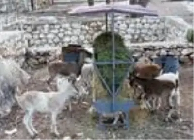 Aç ve susuz kalan dağ keçilerine ikinci yiyecek seferi Aç ve susuz kalan dağ keçilerine ikinci yiyecek seferi