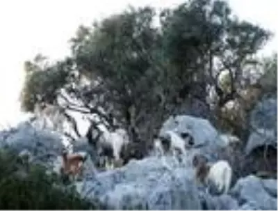 Aç ve susuz kalan dağ keçilerine ikinci yiyecek seferi Aç ve susuz kalan dağ keçilerine ikinci yiyecek seferi