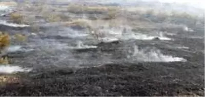 Antalya'da makilik alanda yangın Antalya'da makilik alanda yangın