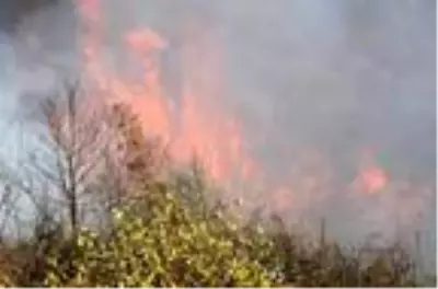 Antalya'da makilik alanda yangın Antalya'da makilik alanda yangın