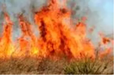 Antalya'da makilik alanda yangın Antalya'da makilik alanda yangın