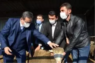 Biga'da sürü sahiplerine 15 adet koç dağıtıldı Biga'da sürü sahiplerine 15 adet koç dağıtıldı