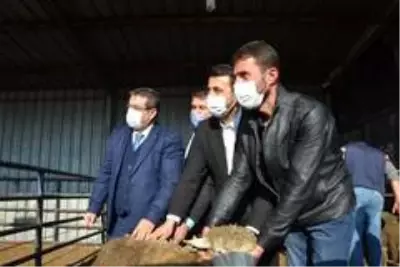 Biga'da sürü sahiplerine 15 adet koç dağıtıldı Biga'da sürü sahiplerine 15 adet koç dağıtıldı