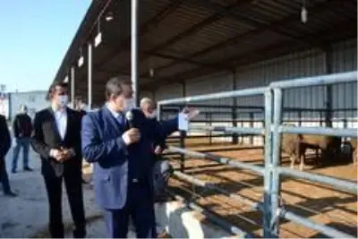 Biga'da sürü sahiplerine 15 adet koç dağıtıldı Biga'da sürü sahiplerine 15 adet koç dağıtıldı