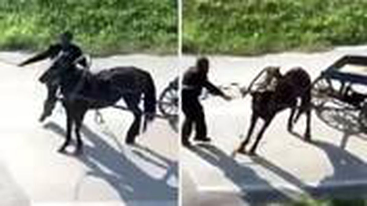 Böyle vicdansızlık görülmedi! Yükü çekemeyen atı sokak ortasında böyle kırbaçladı
