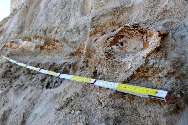 Kepçeyle kum almak isteyen köylüler, 8 milyon yıllık mamut fosilleri buldu