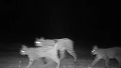 Kırıkkale'de yaban hayatı fotokapana yansıdı Kırıkkale'de yaban hayatı fotokapana yansıdı