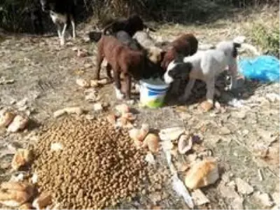 Kars'ta belediye sokak hayvanlarını unutmadı Kars'ta belediye sokak hayvanlarını unutmadı
