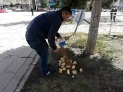 Kars'ta belediye sokak hayvanlarını unutmadı Kars'ta belediye sokak hayvanlarını unutmadı