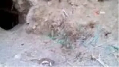 Kırıkkale'de yaban hayatı fotokapana yansıdı Kırıkkale'de yaban hayatı fotokapana yansıdı
