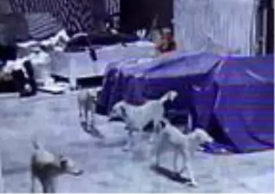 Köpekler, tezgahın altında sıkıştırdıkları kediyi öldürdü Köpekler, tezgahın altında sıkıştırdıkları kediyi öldürdü