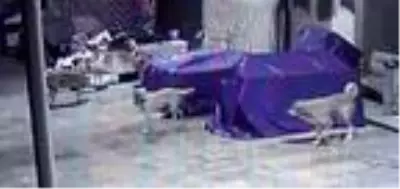 Köpekler, tezgahın altında sıkıştırdıkları kediyi öldürdü Köpekler, tezgahın altında sıkıştırdıkları kediyi öldürdü