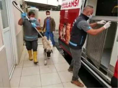 Oyuncu Hasan Kaçan'ın bulduğu hasta köpek tedavi edildi Oyuncu Hasan Kaçan'ın bulduğu hasta köpek tedavi edildi
