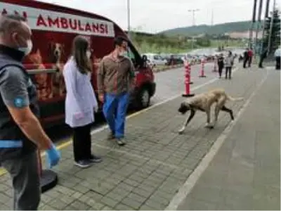 Oyuncu Hasan Kaçan'ın bulduğu hasta köpek tedavi edildi Oyuncu Hasan Kaçan'ın bulduğu hasta köpek tedavi edildi