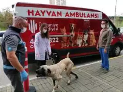 Oyuncu Hasan Kaçan'ın bulduğu hasta köpek tedavi edildi Oyuncu Hasan Kaçan'ın bulduğu hasta köpek tedavi edildi