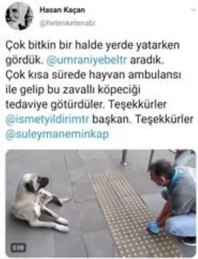 Oyuncu Hasan Kaçan'ın bulduğu hasta köpek tedavi edildi Oyuncu Hasan Kaçan'ın bulduğu hasta köpek tedavi edildi