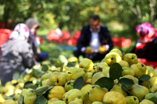 'Sarı altın' daha dalındayken satıldı! ABD ve Rusya'nın da aralarında olduğu 10 ülkeye ihraç ediliyor