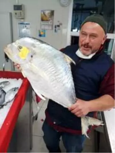 Sinop'ta yakalanan dev İskender balığı görenleri şaşkına cevirdi Sinop'ta yakalanan dev İskender balığı görenleri şaşkına cevirdi