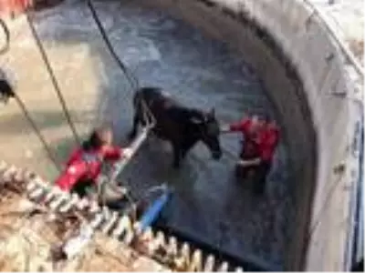 Son dakika haber... Sulama kanalına düşen atı, itfaiyeciler kurtardı Son dakika haber... Sulama kanalına düşen atı, itfaiyeciler kurtardı