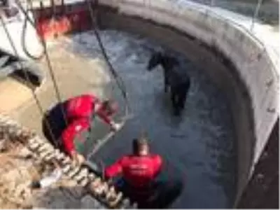 Son dakika haber... Sulama kanalına düşen atı, itfaiyeciler kurtardı Son dakika haber... Sulama kanalına düşen atı, itfaiyeciler kurtardı