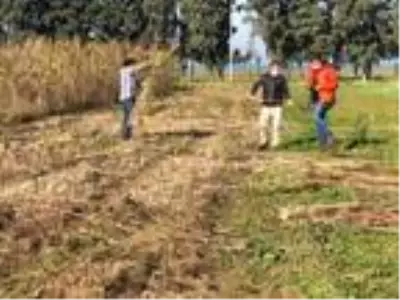 Proje kapsamında ekilen kenevirlerin hasadı yapıldı Proje kapsamında ekilen kenevirlerin hasadı yapıldı