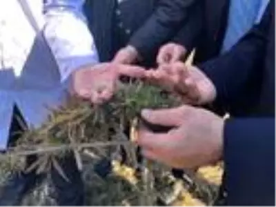 Proje kapsamında ekilen kenevirlerin hasadı yapıldı Proje kapsamında ekilen kenevirlerin hasadı yapıldı
