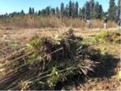 Proje kapsamında ekilen kenevirlerin hasadı yapıldı Proje kapsamında ekilen kenevirlerin hasadı yapıldı
