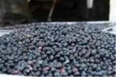 Asırlardır geleneksel yöntemlerle zeytinyağı üretiyorlar Asırlardır geleneksel yöntemlerle zeytinyağı üretiyorlar
