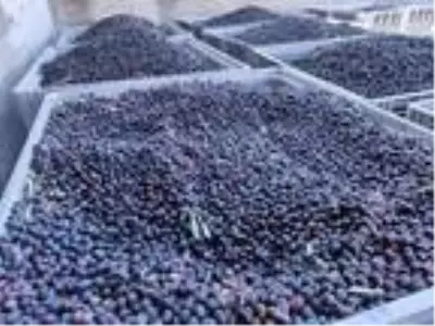 Asırlardır geleneksel yöntemlerle zeytinyağı üretiyorlar Asırlardır geleneksel yöntemlerle zeytinyağı üretiyorlar