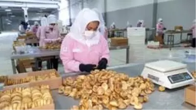 Aydın'dan 45 günde 83 ülkeye 70,22 milyon liralık incir ihracatı yapıldı Aydın'dan 45 günde 83 ülkeye 70,22 milyon liralık incir ihracatı yapıldı