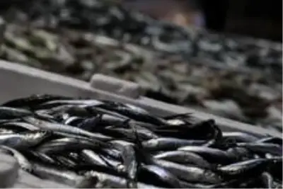 Balıkçılar palamuttan sonra hamsiden umutlu Balıkçılar palamuttan sonra hamsiden umutlu