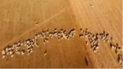 Bayburtlu çiftçiye 5 bin koyun dağıtıldı Bayburtlu çiftçiye 5 bin koyun dağıtıldı