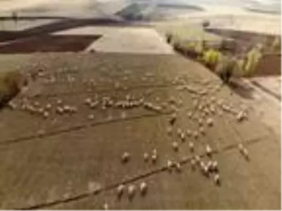 Bayburtlu çiftçiye 5 bin koyun dağıtıldı Bayburtlu çiftçiye 5 bin koyun dağıtıldı