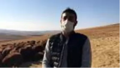 Bayburtlu çiftçiye 5 bin koyun dağıtıldı Bayburtlu çiftçiye 5 bin koyun dağıtıldı