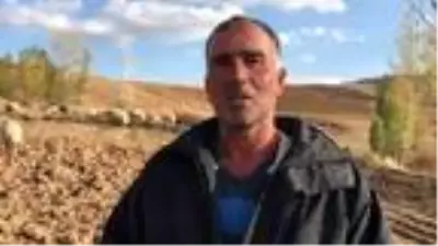 Bayburtlu çiftçiye 5 bin koyun dağıtıldı Bayburtlu çiftçiye 5 bin koyun dağıtıldı