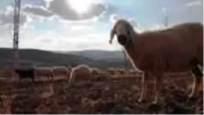 Bayburtlu çiftçiye 5 bin koyun dağıtıldı Bayburtlu çiftçiye 5 bin koyun dağıtıldı