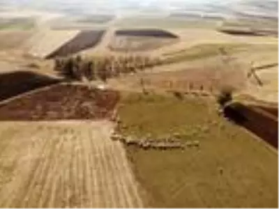 Bayburtlu çiftçiye 5 bin koyun dağıtıldı Bayburtlu çiftçiye 5 bin koyun dağıtıldı