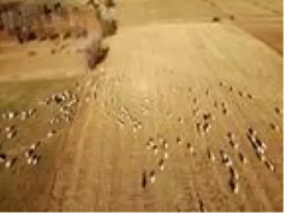 Bayburtlu çiftçiye 5 bin koyun dağıtıldı Bayburtlu çiftçiye 5 bin koyun dağıtıldı