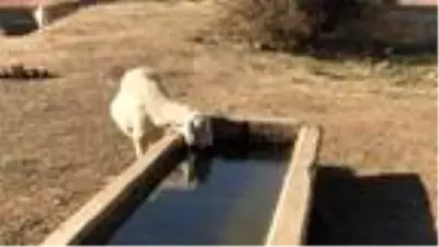 Bayburtlu çiftçiye 5 bin koyun dağıtıldı Bayburtlu çiftçiye 5 bin koyun dağıtıldı