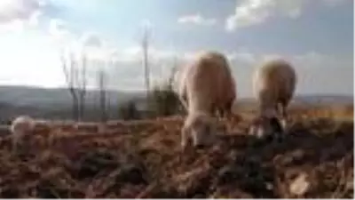 Bayburtlu çiftçiye 5 bin koyun dağıtıldı Bayburtlu çiftçiye 5 bin koyun dağıtıldı