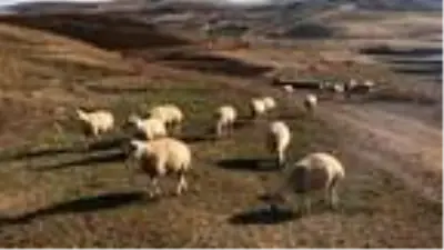 Bayburtlu çiftçiye 5 bin koyun dağıtıldı Bayburtlu çiftçiye 5 bin koyun dağıtıldı