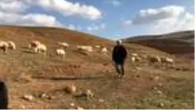 Bayburtlu çiftçiye 5 bin koyun dağıtıldı Bayburtlu çiftçiye 5 bin koyun dağıtıldı