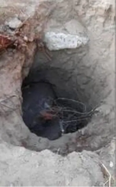 Bilecik'te kaçak kazı yapan 5 kişi suçüstü yakalandı Bilecik'te kaçak kazı yapan 5 kişi suçüstü yakalandı