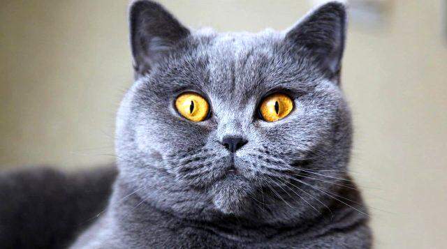 British Shorthair nedir, kedi türleri nelerdir? British Shorthair kedisinin özellikleri nelerdir? British Shorthair kedisi hakkında tüm bilgiler!