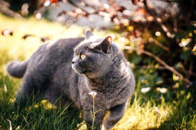 British Shorthair nedir, kedi türleri nelerdir? British Shorthair kedisinin özellikleri nelerdir? British Shorthair kedisi hakkında tüm bilgiler!